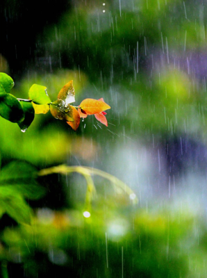 描写夏天的雨的诗