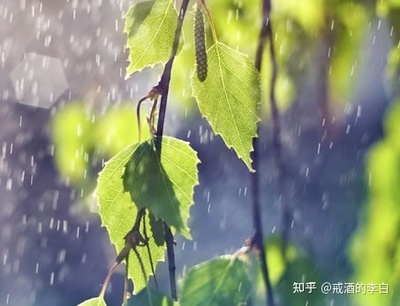 描写夏天的雨的诗