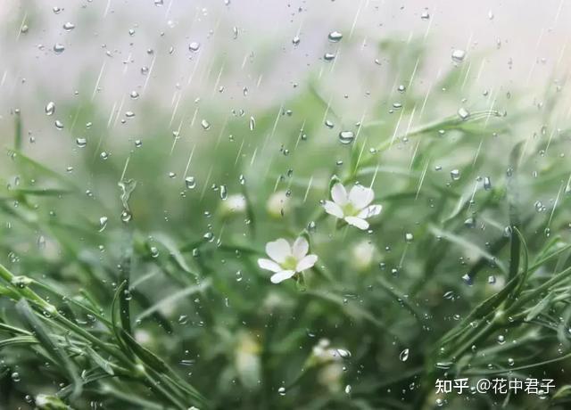 描写夏天的雨的诗