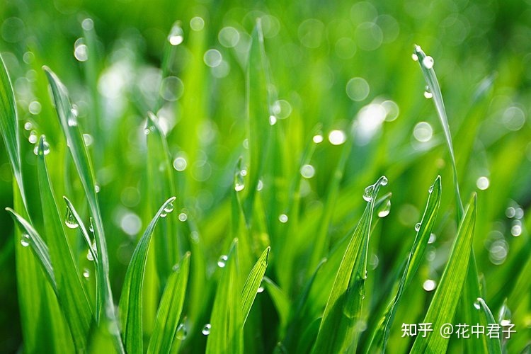 描写夏天的雨的诗