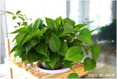 一句话赞美绿萝
