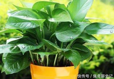一句话赞美绿萝