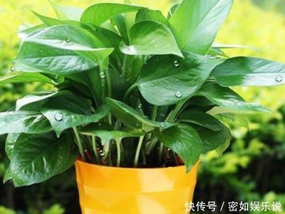 一句话赞美绿萝