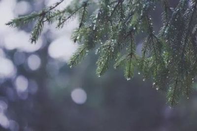 听听那冷雨感悟