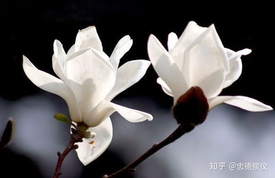 生命逝去的感悟
