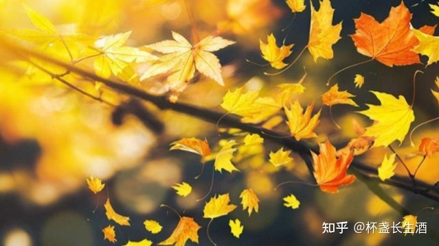 秋天的雨是什么声音