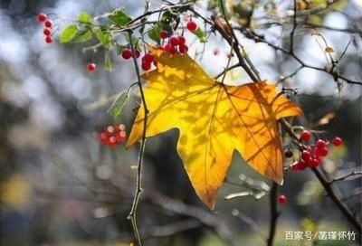 秋天的雨是什么声音