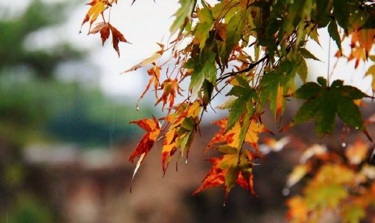 秋天的雨是什么声音