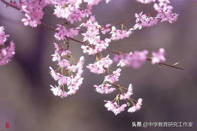 关于樱花的经典语录
