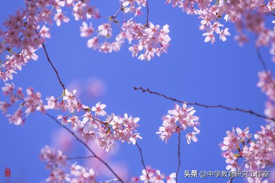 关于樱花的经典语录