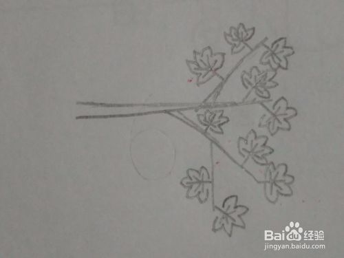 秋天枫树的简笔画