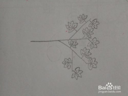 秋天枫树的简笔画