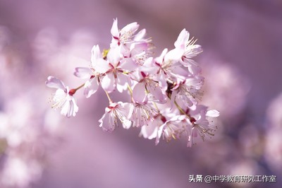 关于樱花的经典语录