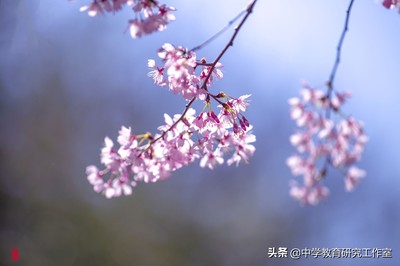 关于樱花的经典语录