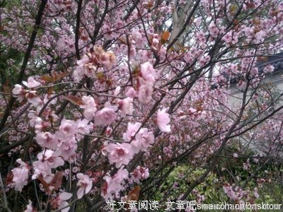 关于樱花的经典语录