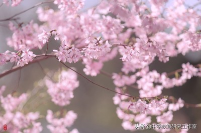 关于樱花的经典语录