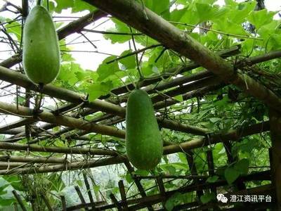 夏天的菜园