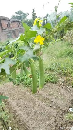 夏天的菜园
