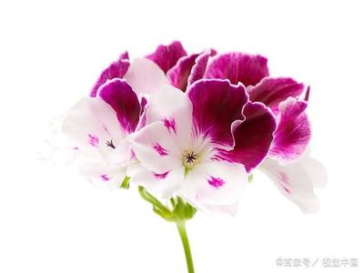 先行其言而后从之感悟