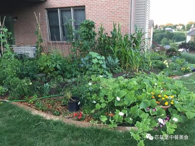 夏天的菜园