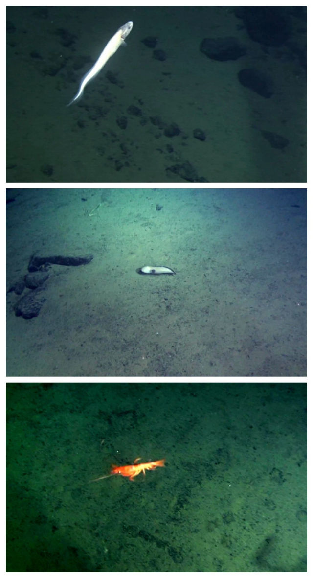 海底两万里感想