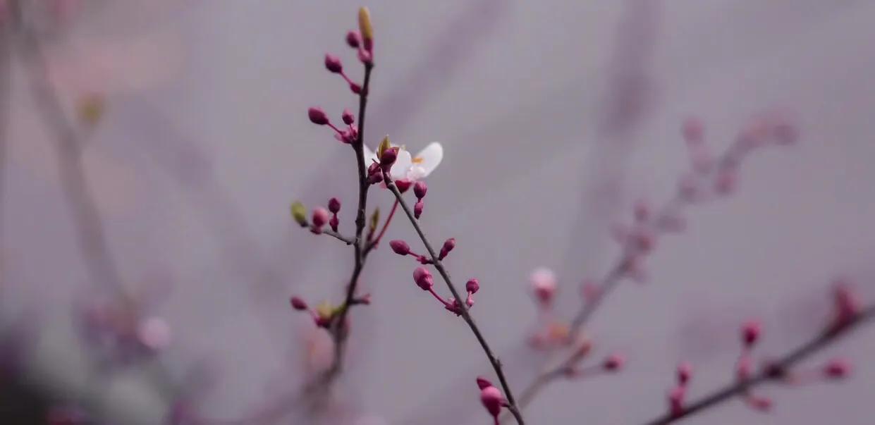 我喜欢春天的花