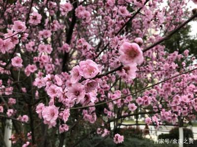 我喜欢春天的花
