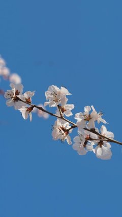 我喜欢春天的花