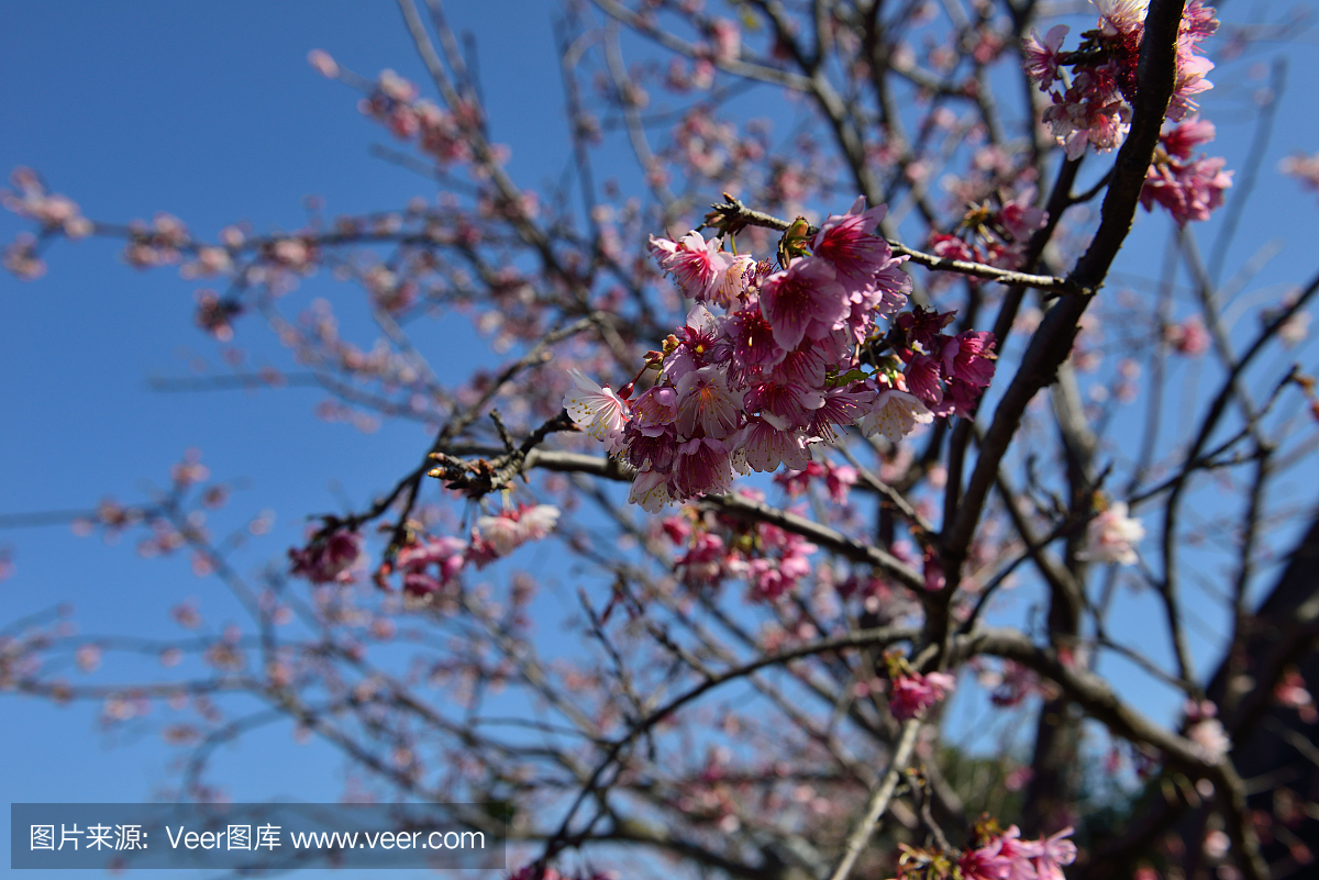 我喜欢春天的花