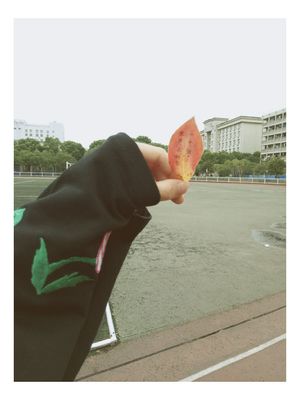 用树叶写一句话