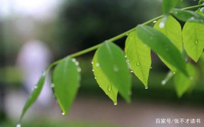 用树叶写一句话