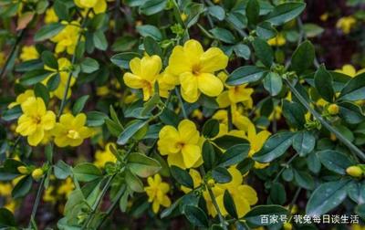 迎春花冬天落叶吗