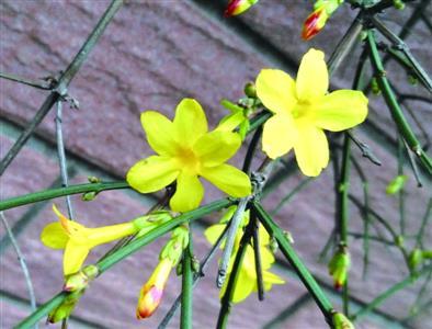迎春花冬天落叶吗