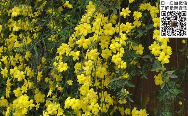 迎春花冬天落叶吗