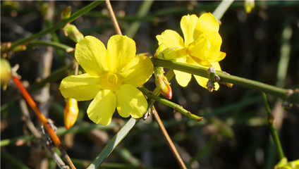 迎春花冬天落叶吗