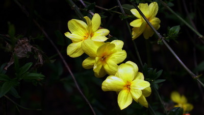 迎春花冬天落叶吗