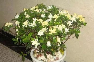栀子花冬天开花吗