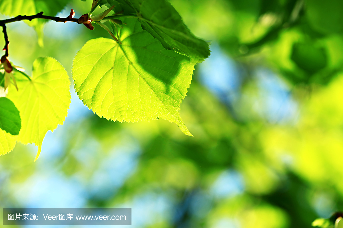 夏天环境描写