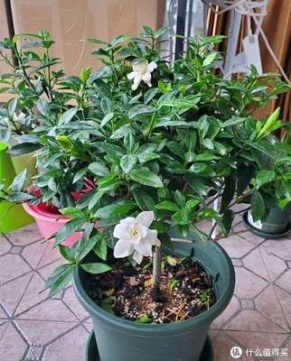 栀子花冬天开花吗
