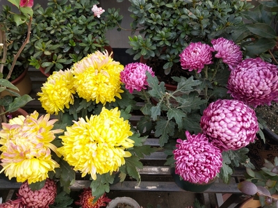 种花心得体会