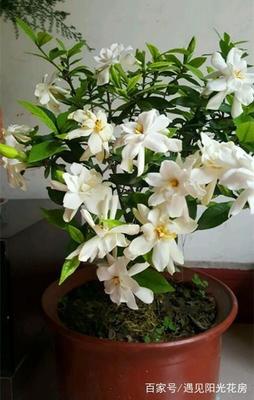 栀子花冬天开花吗