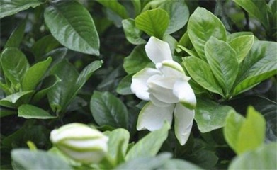 栀子花冬天开花吗