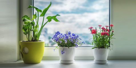 种花心得体会
