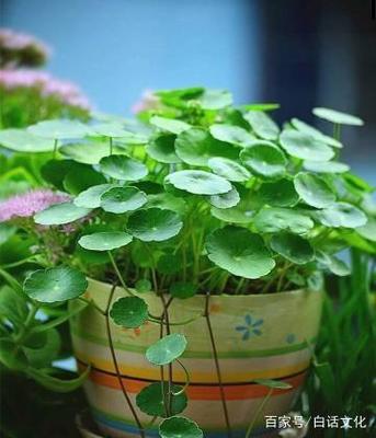 种花心得体会