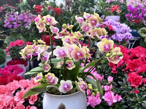 种花心得体会