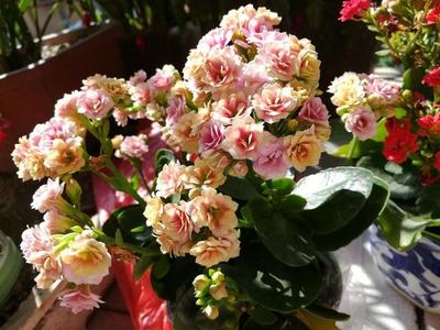 种花心得体会