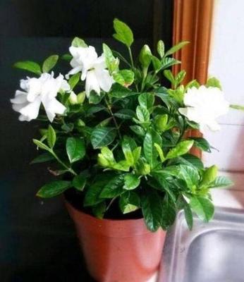 栀子花冬天开花吗