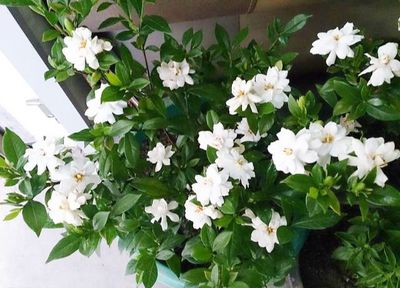 栀子花冬天开花吗