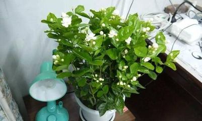 栀子花冬天开花吗