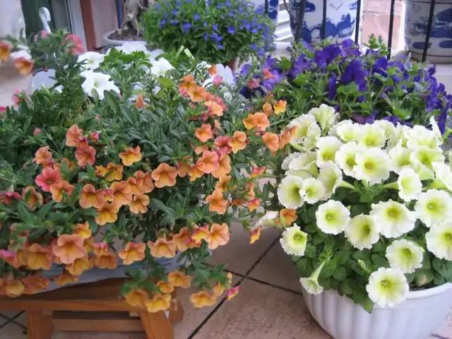 种花心得体会